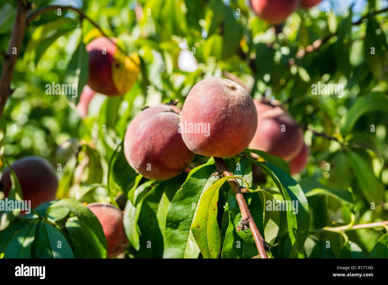 Organici di pesco, basso appeso frutta fresche pesco, pesche appendere, gli agricoltori biologici, azienda agricola biologica, vita sana nozione, stile di vita, cibo fresco, Foto Stock