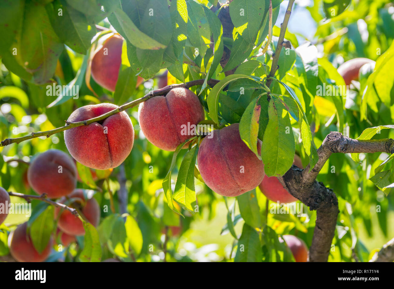 Organici di pesco, basso appeso frutta fresche pesco, pesche appendere, gli agricoltori biologici, azienda agricola biologica, vita sana nozione, stile di vita, cibo fresco, Foto Stock
