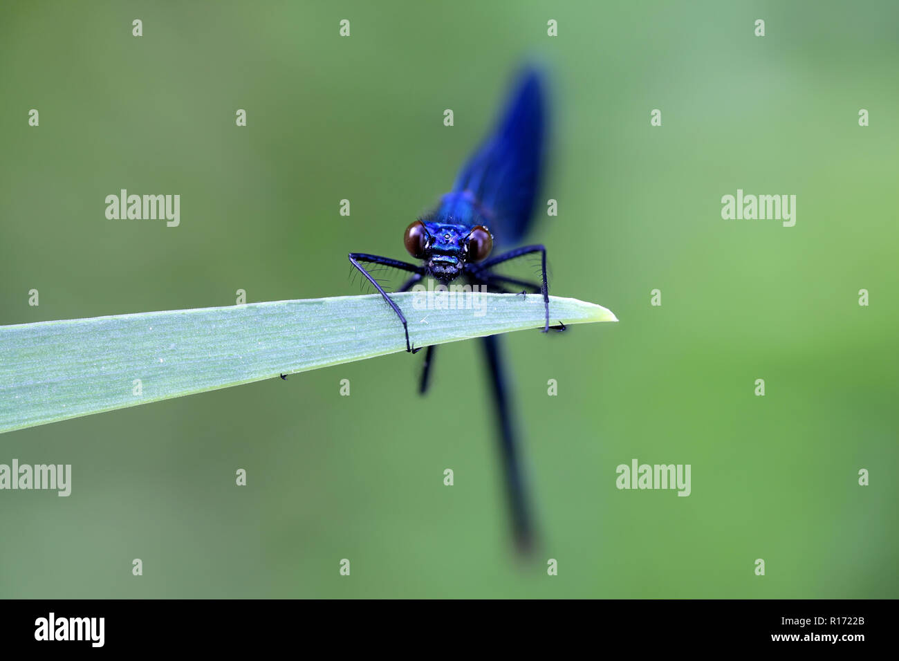 Nastrare demoiselle damselfly, Calopteryx splendens Foto Stock