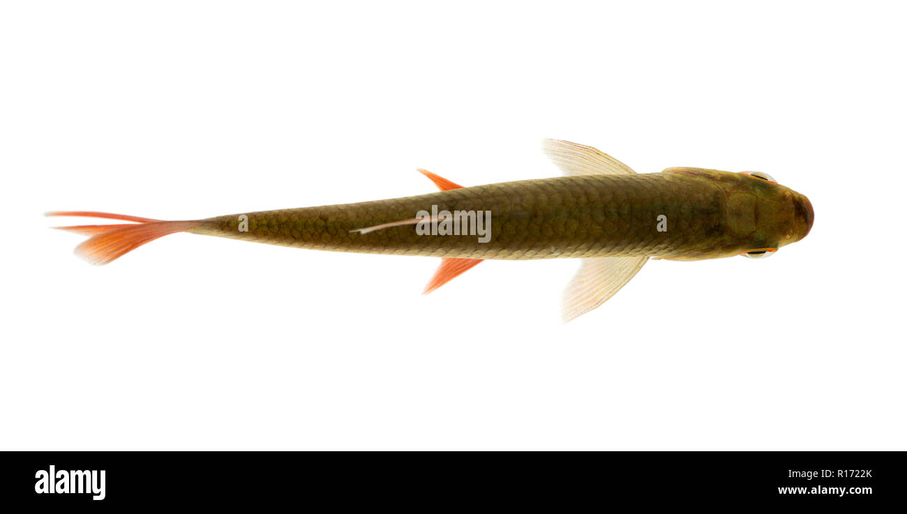Leucisco comune visto dall'alto, Rutilus rutilus, isolato su bianco Foto Stock