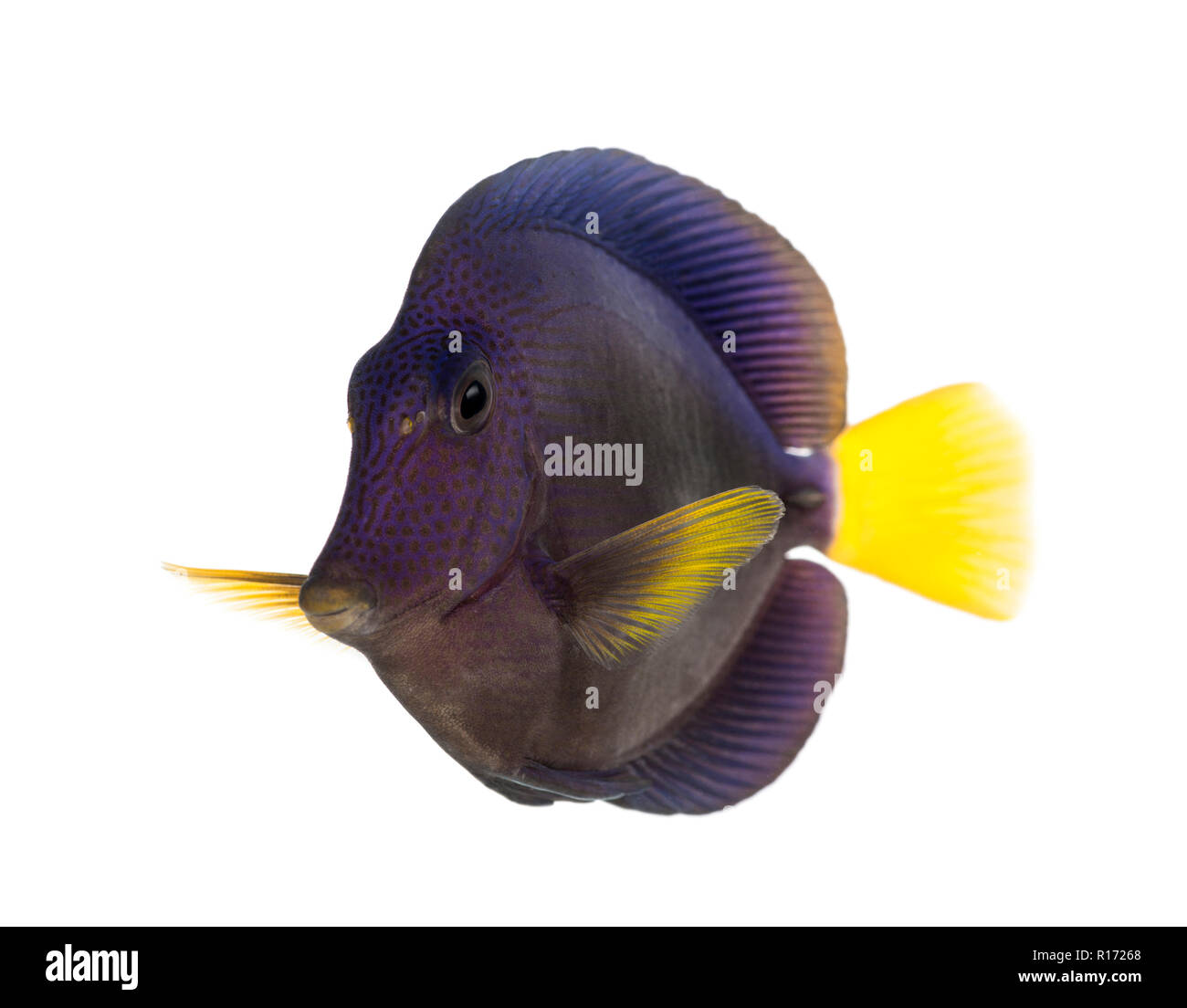 Viola tang, Zebrasoma xanthurum, isolato su bianco Foto Stock