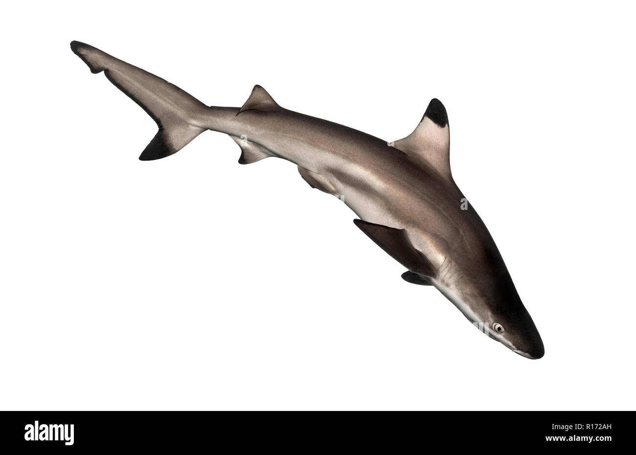 Blacktip reef shark nuoto giù, Carcharhinus melanopterus, isolato su bianco Foto Stock