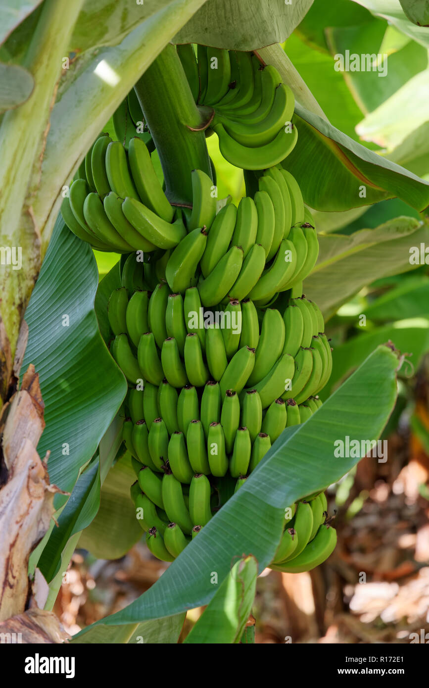 Mazzetto di acerbi banane verdi appeso a un albero. Foto viene scattata sull' isola di Madeira, Portogallo Foto Stock