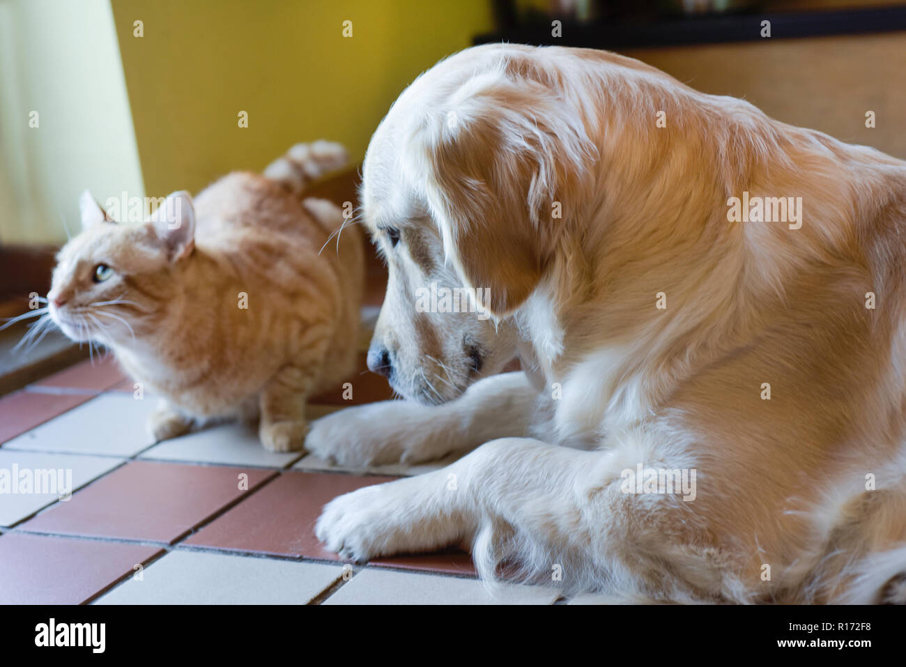 White Labrador e ginger cat vivere insieme Foto Stock