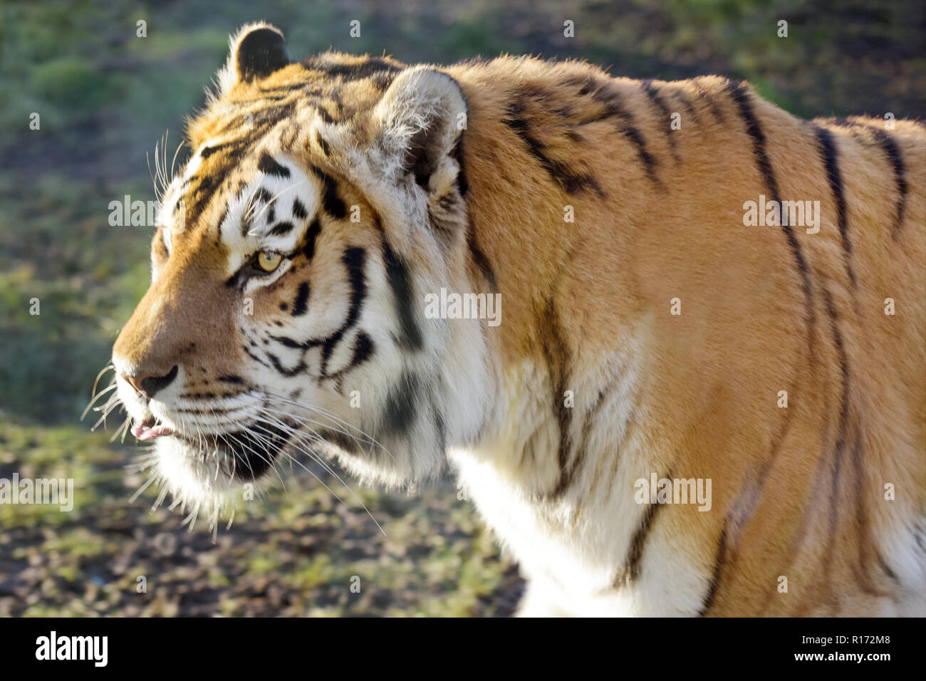 Close-up di una tigre a strisce di testa (Panthera tigris Sondaica) passeggiate sideway con la fine del suo con la lingua fuori Foto Stock