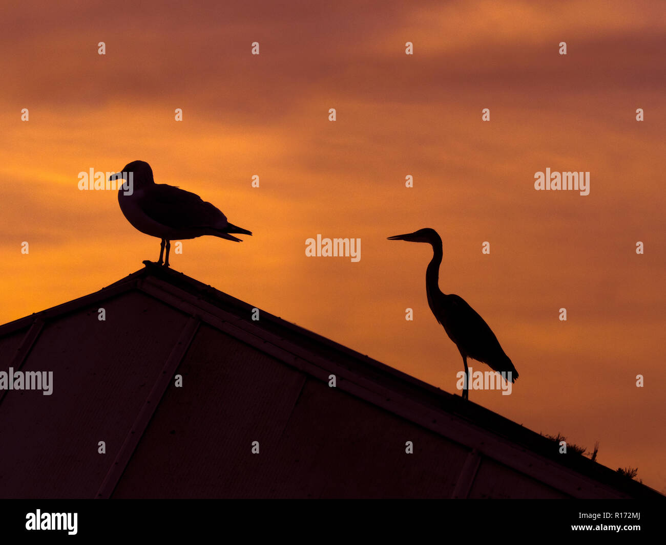 Airone cenerino Ardea cinerea e aringhe gabbiano sul tetto di un edificio al tramonto Foto Stock