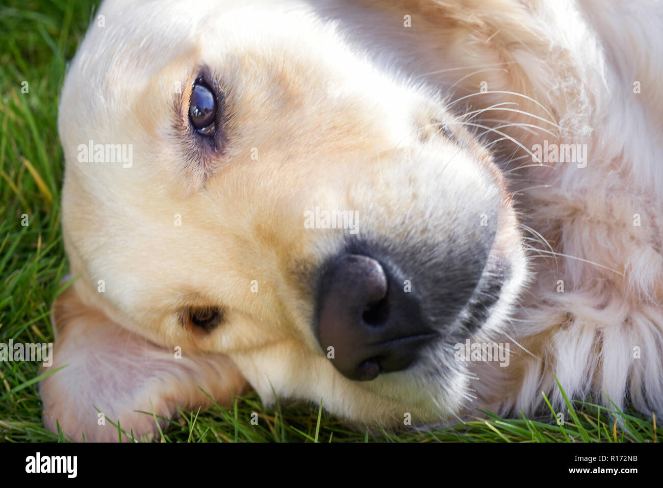 Close up profilo di un cane Foto Stock