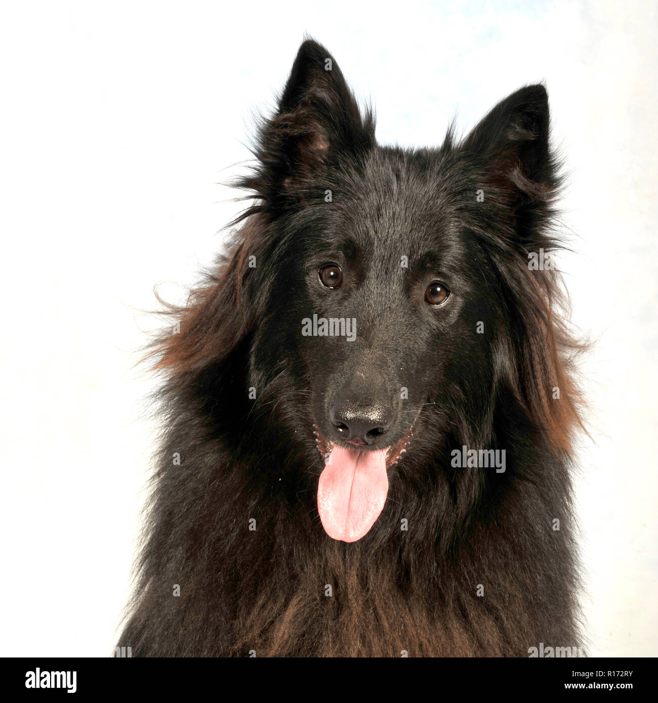 Pastore belga Groenendael cane Foto Stock