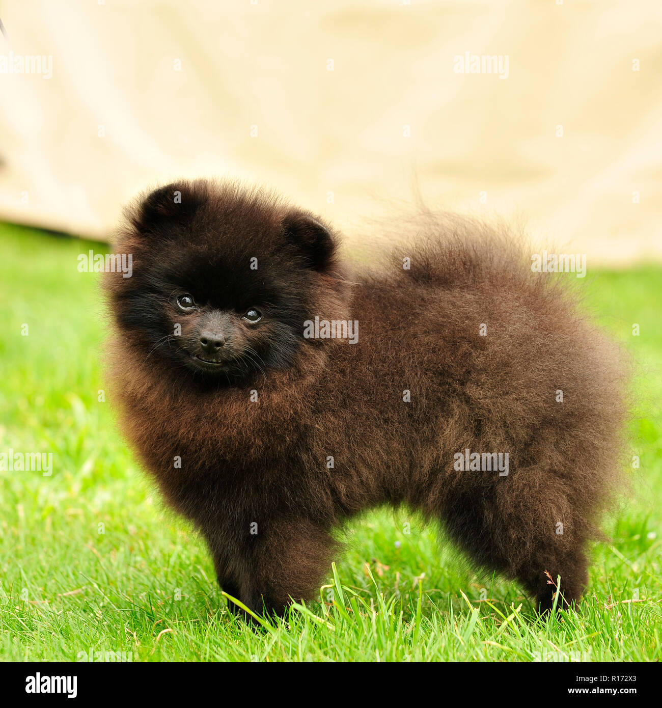 Cucciolo di Pomerania Foto Stock