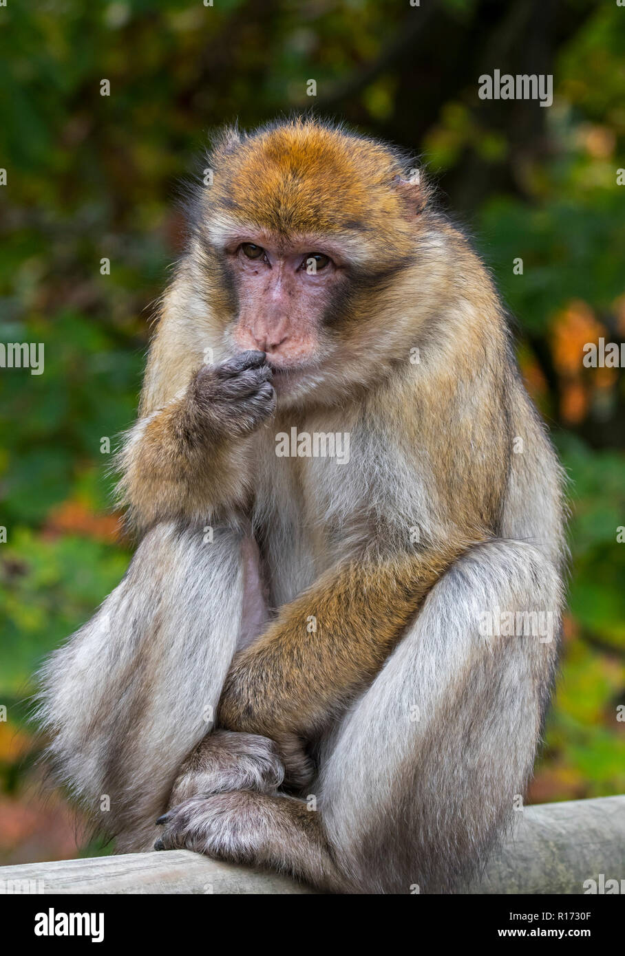 Barbary macaque / Barberia ape / magot (Macaca sylvanus) nativi dell'Atlante di Algeria, Marocco e Gibilterra Foto Stock