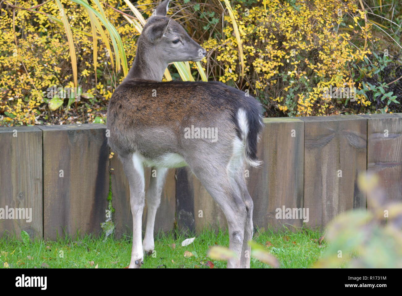Giovani cervi sika in piedi vicino ad arbusti con traversine ferroviarie e fissando in lontananza sul Doward South Herefordshire England Regno Unito Foto Stock