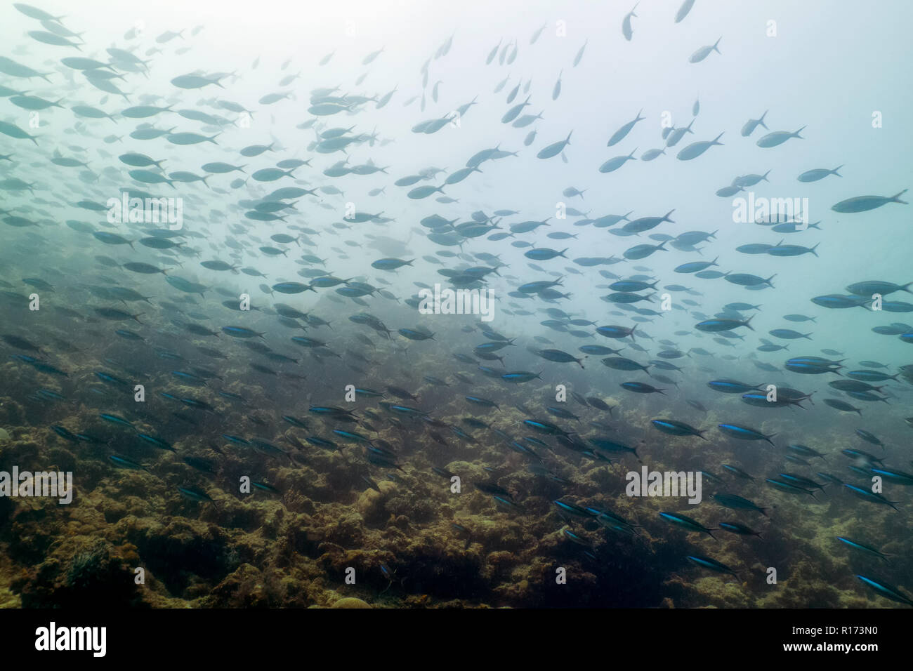 Scuola di pesce in Sipadan, Borneo - famosi Scuba Diving attrazione Foto Stock