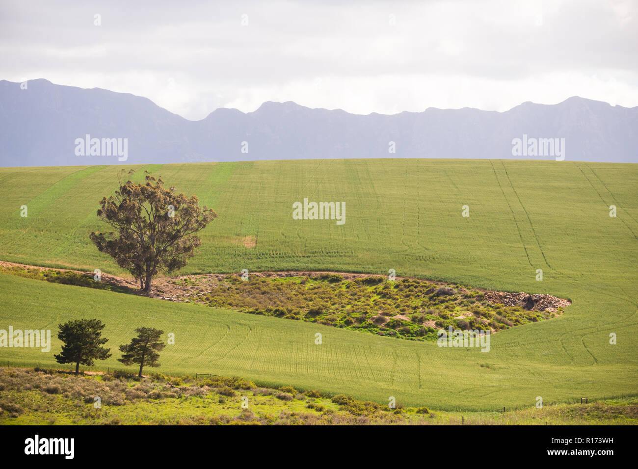 Western Cape di montagna e il verde paesaggio di campagna in inverno, Sud Africa Foto Stock
