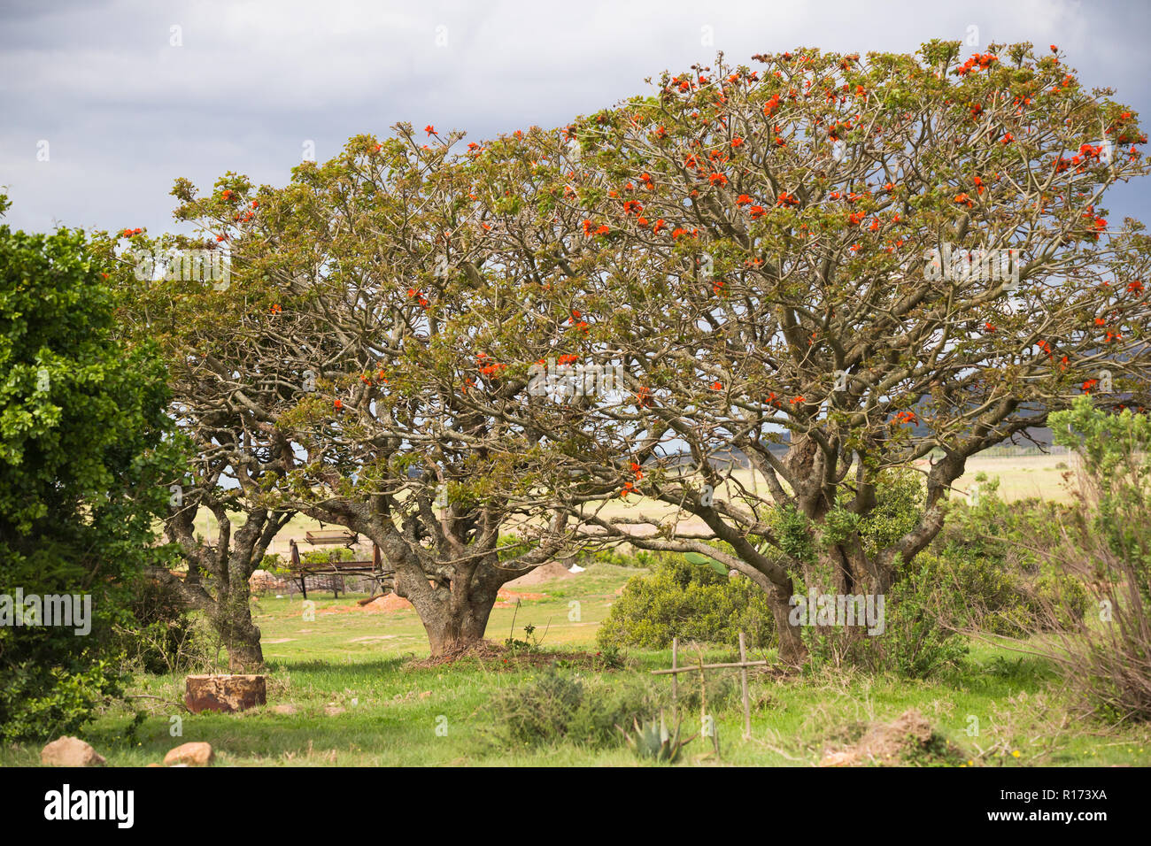 Alberi di corallo (Erythrina) in fiore nel selvaggio di un paesaggio del Capo in Sudafrica Foto Stock