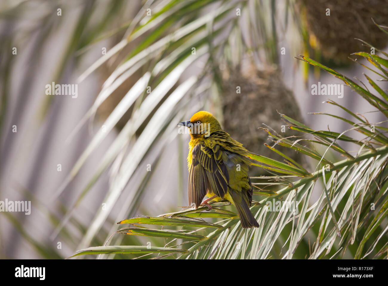 Giallo Cape Weaver bird (Ploceus capensis) posatoi su Palm tree frond davanti a un tessuto a nido di erba con increspato le piume e gonfi Foto Stock