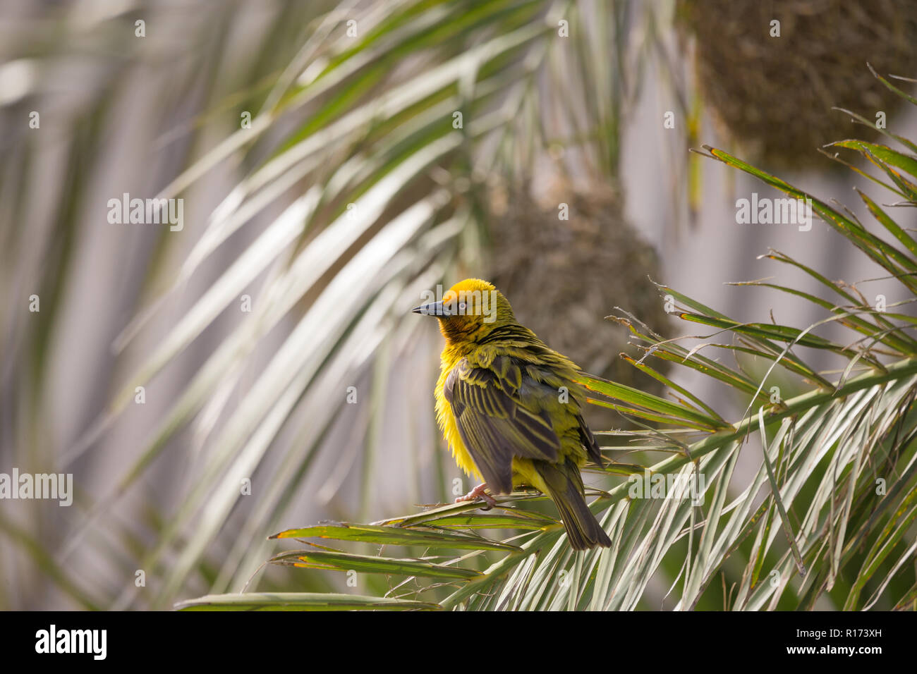 Giallo Cape Weaver bird (Ploceus capensis) posatoi su un Palm frond davanti a un tessuto a nido di erba con increspato le piume e aprire leggermente le ali Foto Stock