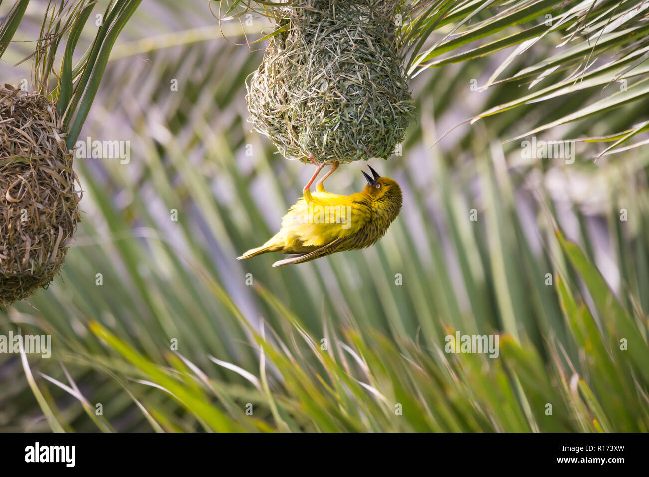 Cape Weaver (Ploceus capensis) bird appeso a testa in giù sul suo tessuto nido in un albero di palma Foto Stock
