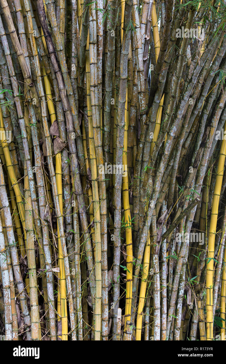 Fitta piantagione o stand di canne di bambù, una crescita veloce erba coltivata per la sua woody culms utilizzati nella costruzione e falegnameria o usato come un animale Foto Stock