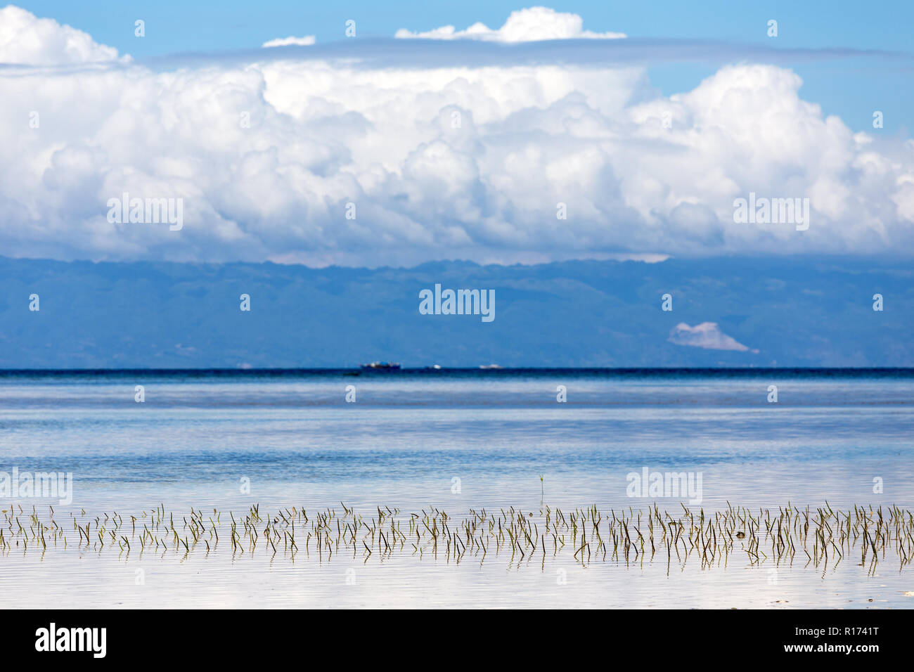Di fanerogame sommerse che crescono nell'acqua in riva al mare nelle Filippine con moutains sormontato da soffici nuvole bianche visibili sulla baia Foto Stock