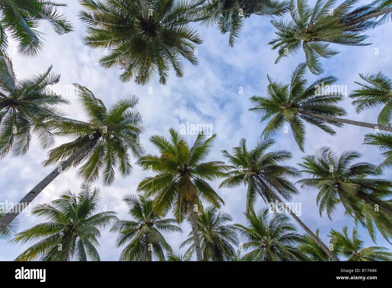 Gli alberi di cocco plantation, dinamico vista dal basso Foto Stock