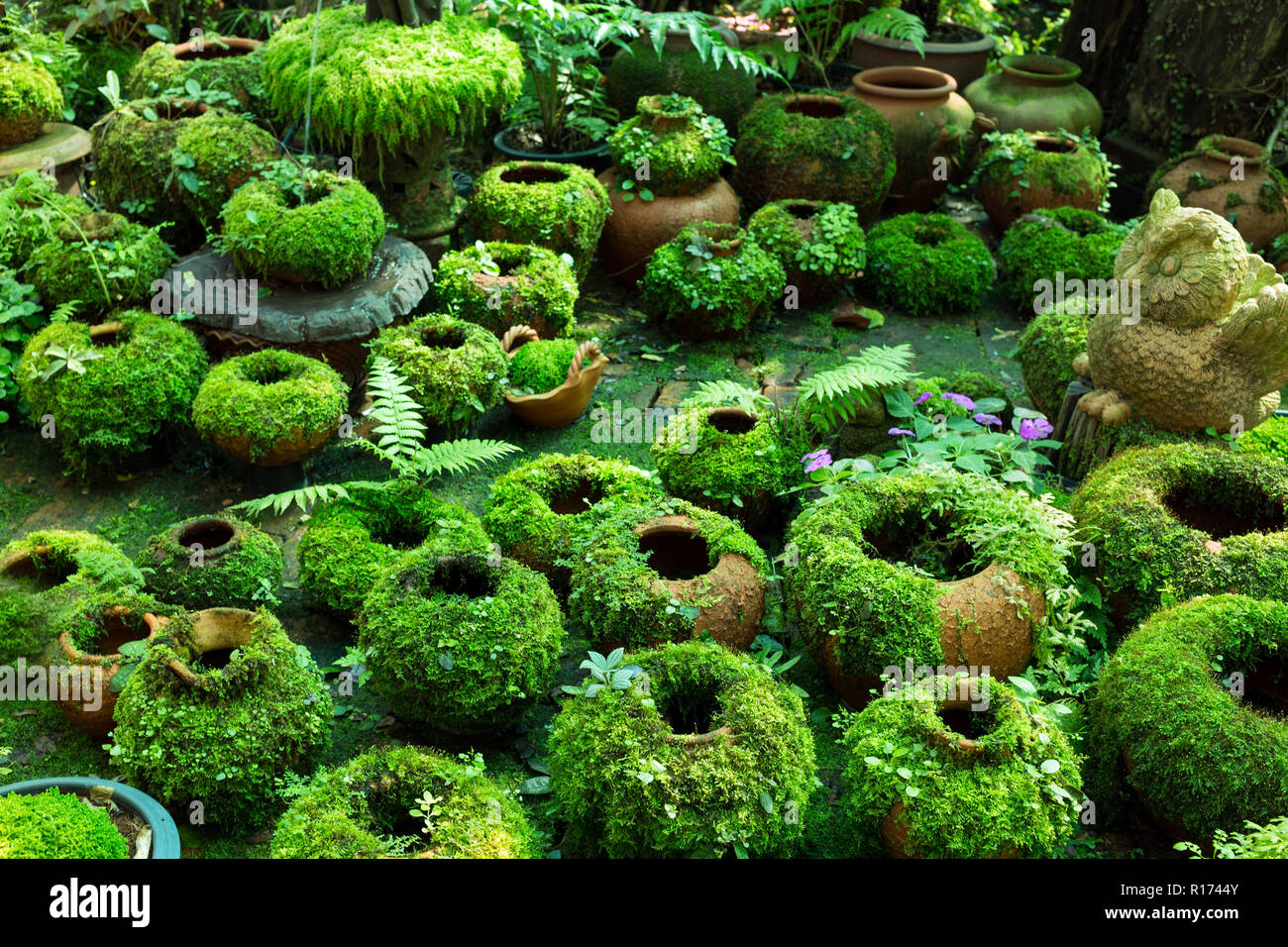 Fioriere coperte con moss ina giardino tropicale, la profondità di campo Foto Stock