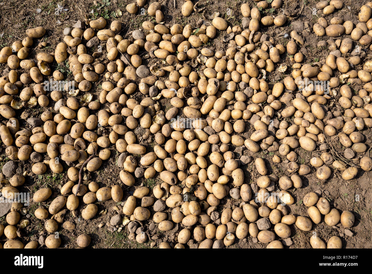Freschi patate organico sulla terra solo dopo il raccolto Foto Stock