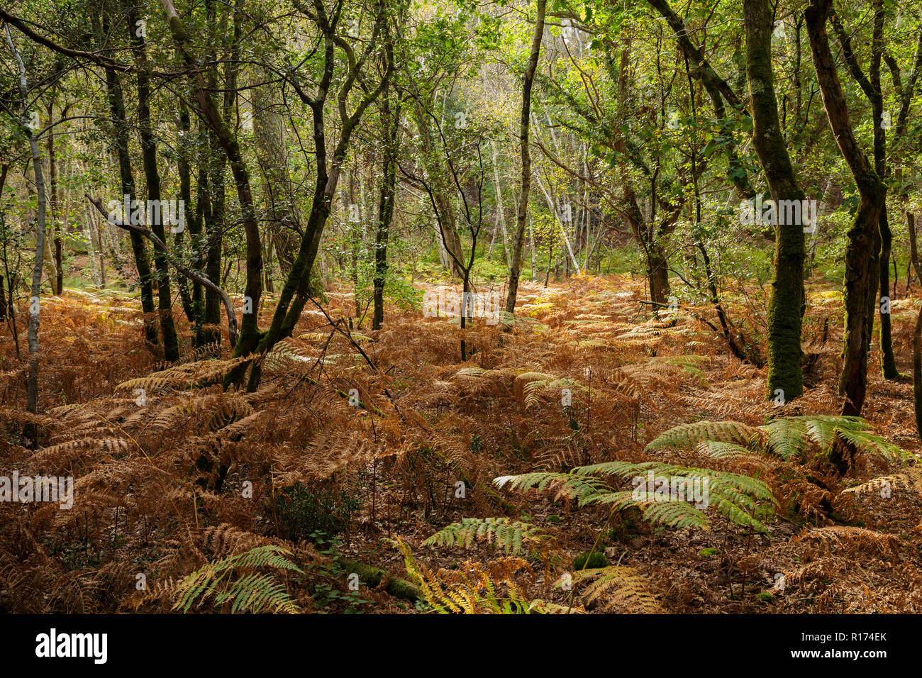 Alberi di quercia e di felci a caduta stagione in un clima temperato forest Foto Stock