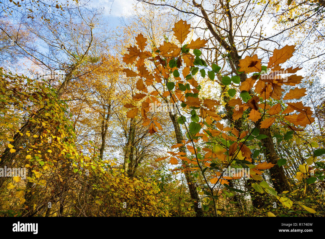 Foreste temperate a caduta stagione, vista dal basso Foto Stock