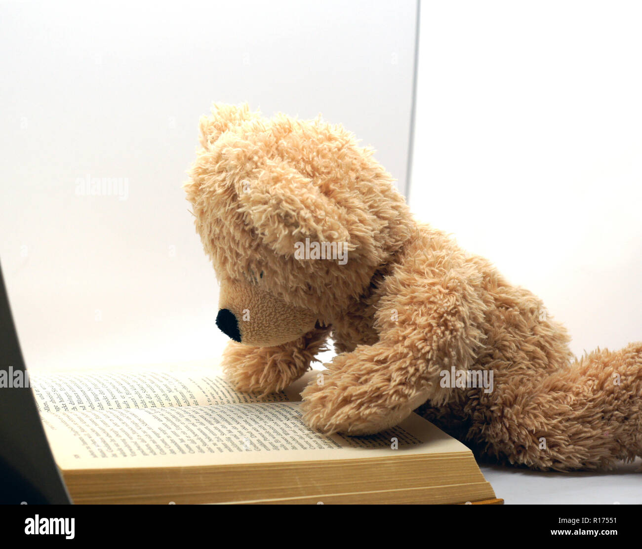 Lettura marrone orsacchiotto a sfondo bianco Foto Stock