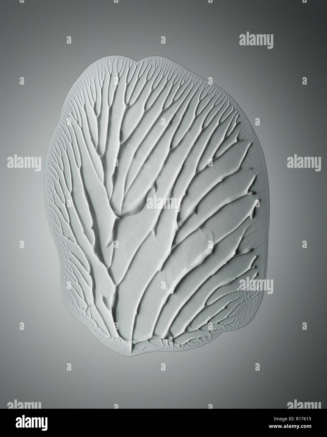 Impressione di impronte digitali da Crema mani su sfondo bianco Foto Stock