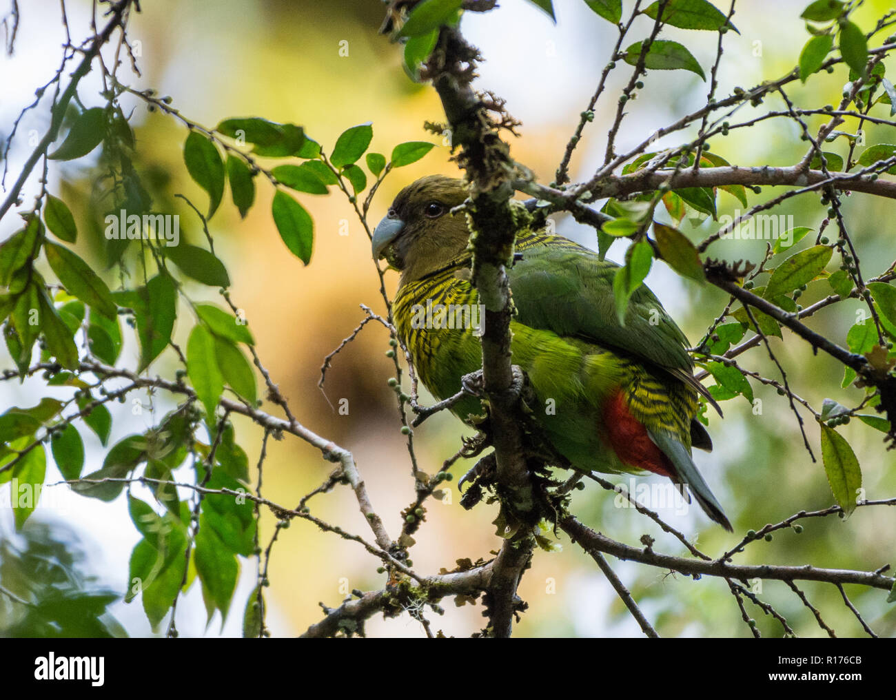 Un Brehm's Tiger-Parrot (Psittacella brehmii) su un albero. Syoubri, Arfak montagna, Papua occidentale, in Indonesia. Foto Stock