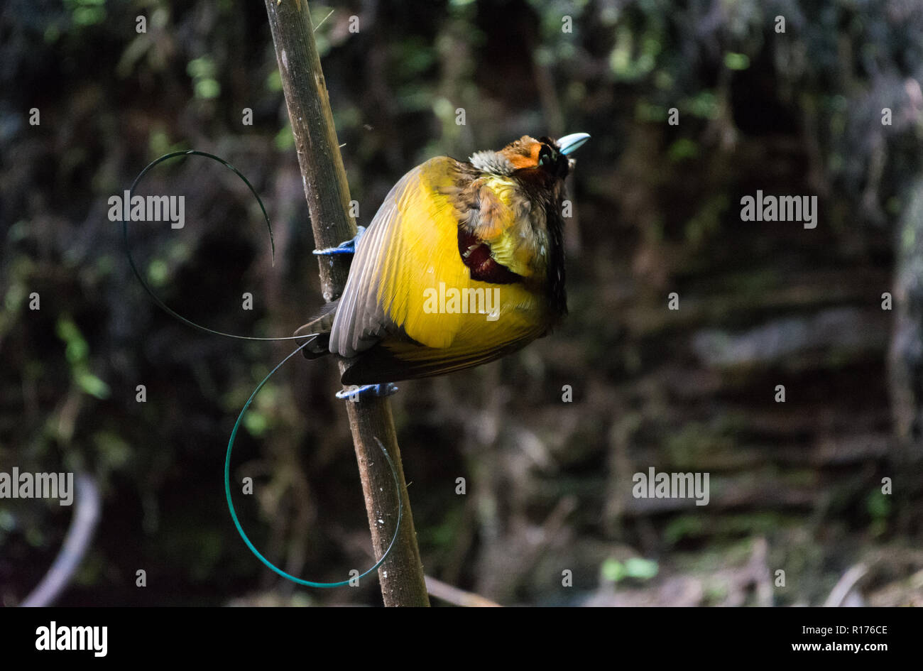 Un maschio magnifico uccello del paradiso (Diphyllodes magnifico) nel corteggiamento. Syoubri, Arfak montagna, Papua occidentale, in Indonesia. Foto Stock