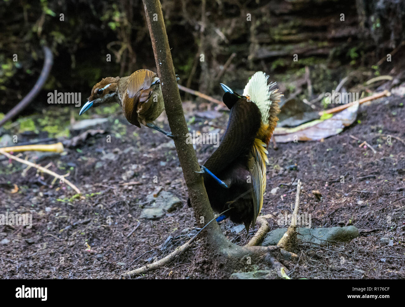 Un maschio magnifico uccello del paradiso (Diphyllodes magnifico) corteggia una donna al suo lek. Syoubri, Arfak montagna, Papua occidentale, in Indonesia. Foto Stock