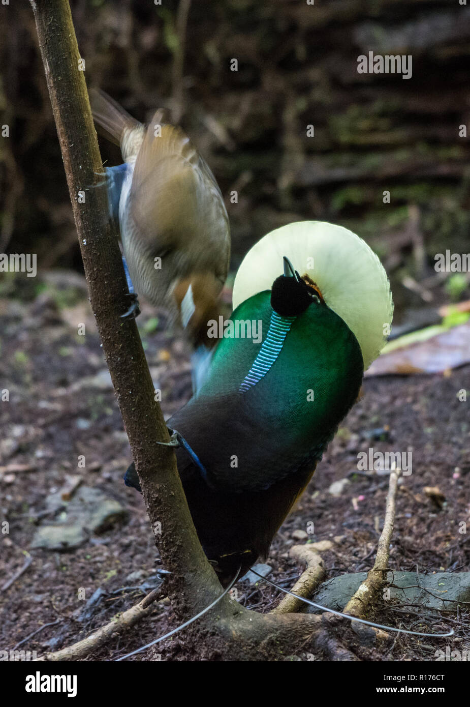 Un maschio magnifico uccello del paradiso (Diphyllodes magnifico) corteggia una donna al suo lek. Syoubri, Arfak montagna, Papua occidentale, in Indonesia. Foto Stock