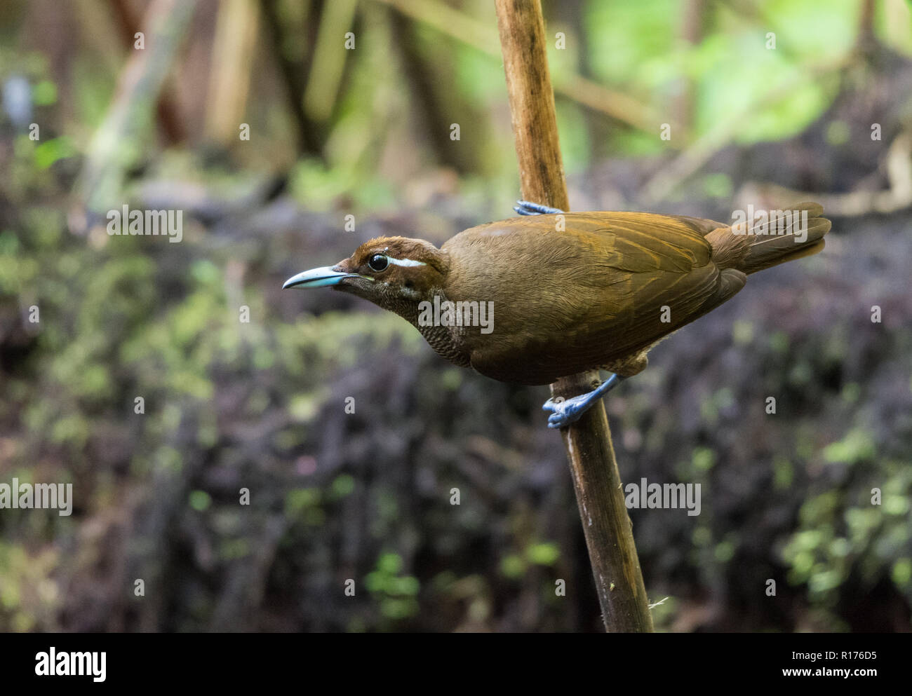 Una femmina di magnifico uccello del paradiso (Diphyllodes magnifico). Syoubri, Arfak montagna, Papua occidentale, in Indonesia. Foto Stock
