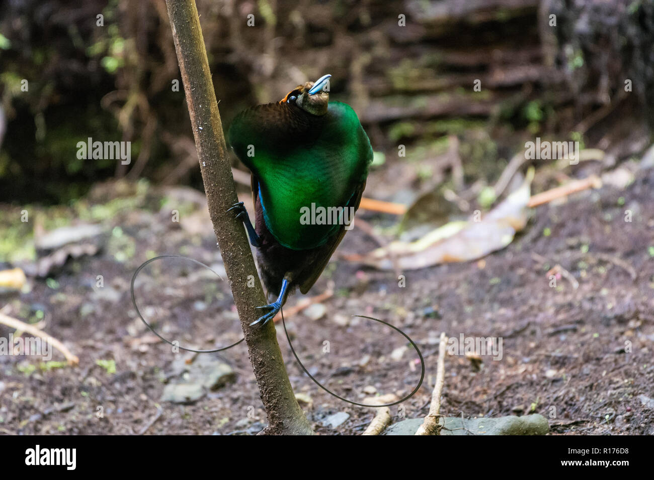 Un maschio magnifico uccello del paradiso (Diphyllodes magnifico) nel corteggiamento. Syoubri, Arfak montagna, Papua occidentale, in Indonesia. Foto Stock