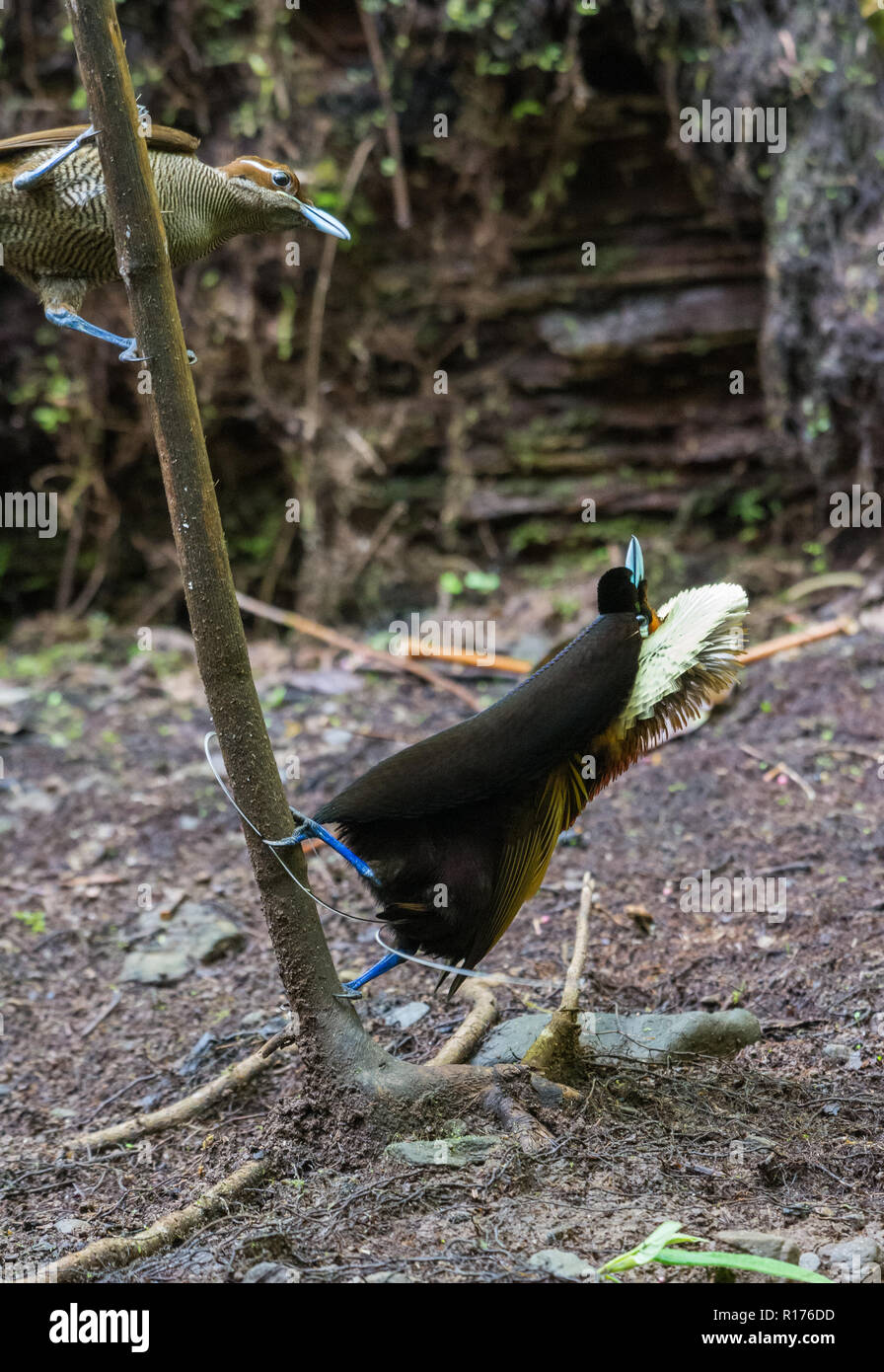 Un maschio magnifico uccello del paradiso (Diphyllodes magnifico) corteggia una donna al suo lek. Syoubri, Arfak montagna, Papua occidentale, in Indonesia. Foto Stock