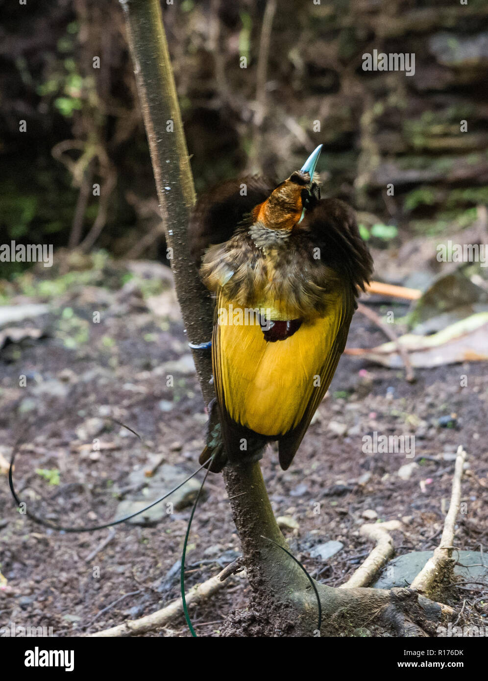 Un maschio magnifico uccello del paradiso (Diphyllodes magnifico) nel corteggiamento. Syoubri, Arfak montagna, Papua occidentale, in Indonesia. Foto Stock