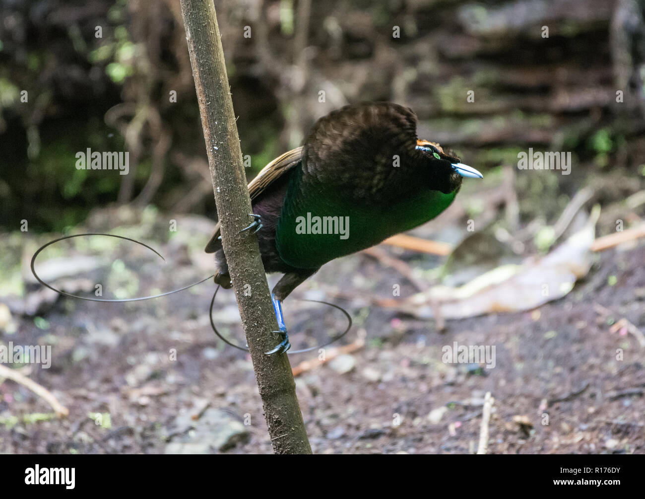 Un maschio magnifico uccello del paradiso (Diphyllodes magnifico) nel corteggiamento. Syoubri, Arfak montagna, Papua occidentale, in Indonesia. Foto Stock