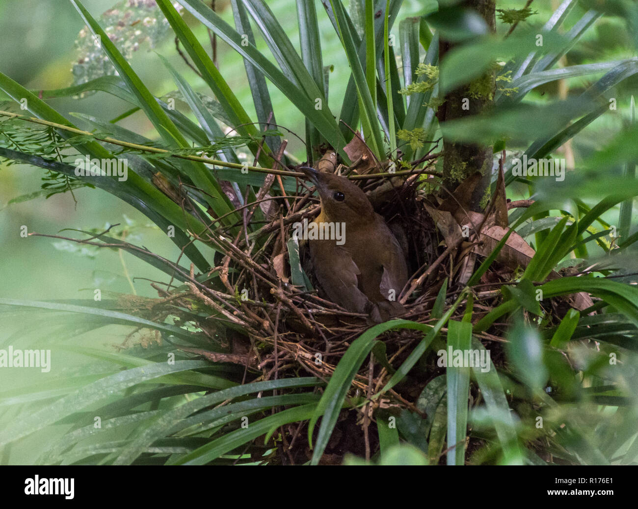 Un Vogelkop Bowerbird (Amblyornis inornata) seduto sul suo nido. Syoubri, Arfak montagna, Papua occidentale, in Indonesia. Foto Stock