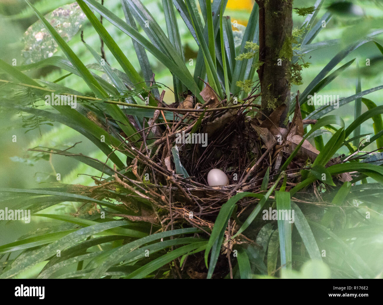 Un uovo dentro il nido di un Vogelkop Bowerbird (Amblyornis inornata). Syoubri, Arfak montagna, Papua occidentale, in Indonesia. Foto Stock