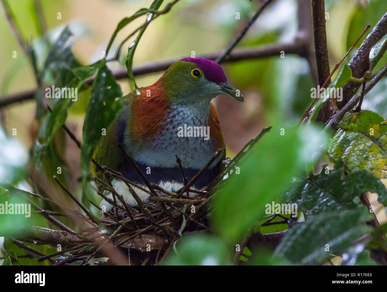Un superbo maschio Fruit-Dove (Ptilinopus superbus) seduto sul suo nido. Syoubri, Arfak montagna, Papua occidentale, in Indonesia. Foto Stock