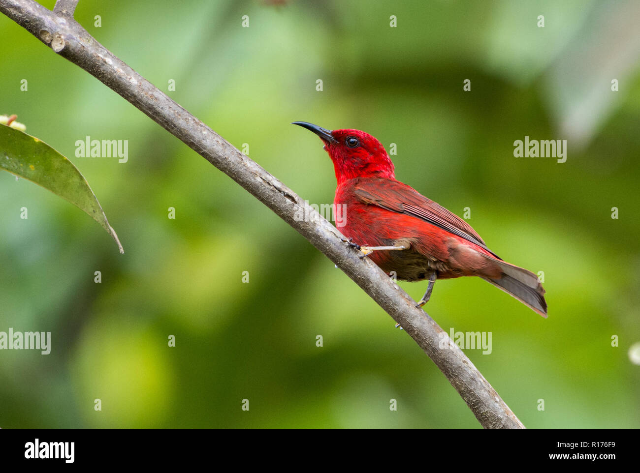 Un Rosso Myzomela (Myzomela cruentata) appollaiato su un ramo. Syoubri, Arfak montagna, Papua occidentale, in Indonesia. Foto Stock