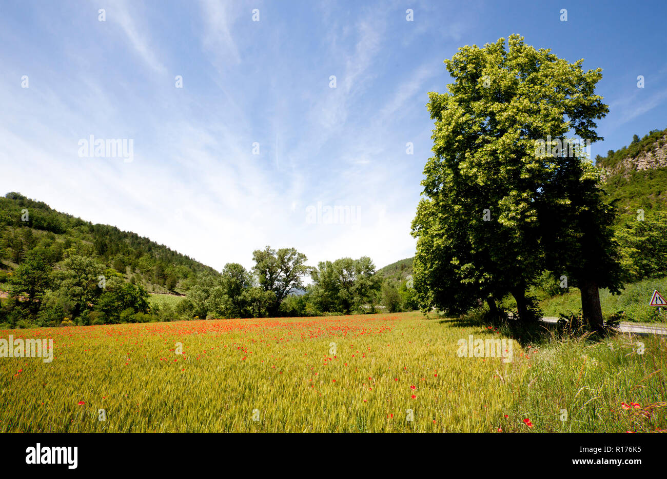 I campi di papavero Francia Provenza tra colture Foto Stock