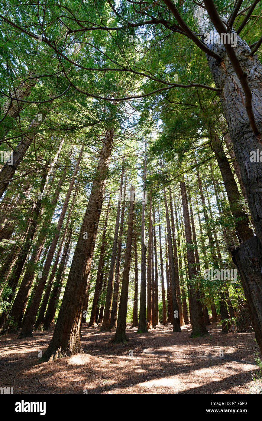Redwood forest su Te Mata Peak Foto Stock