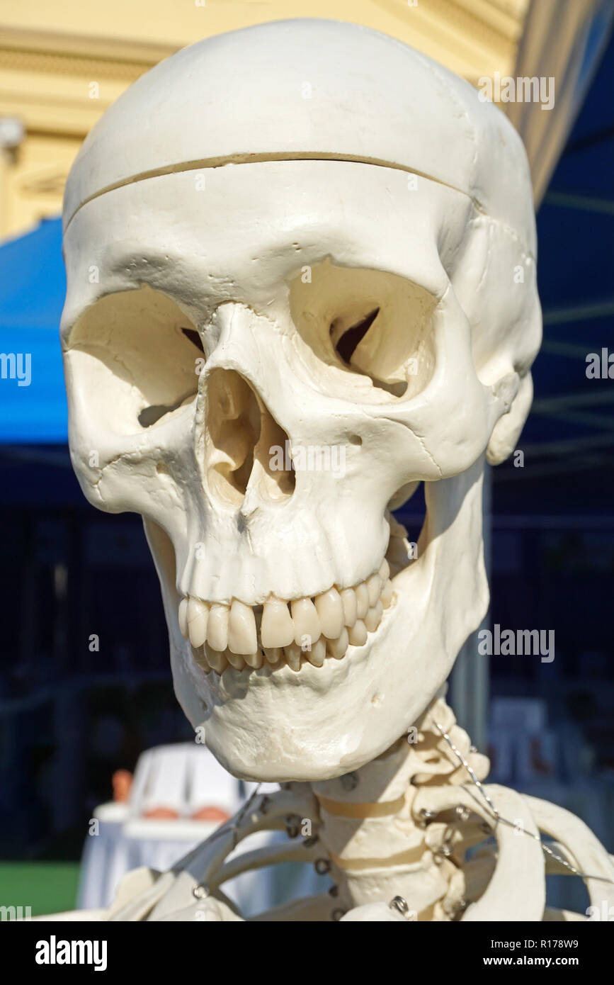 Cranio di un modello anatomico Foto Stock