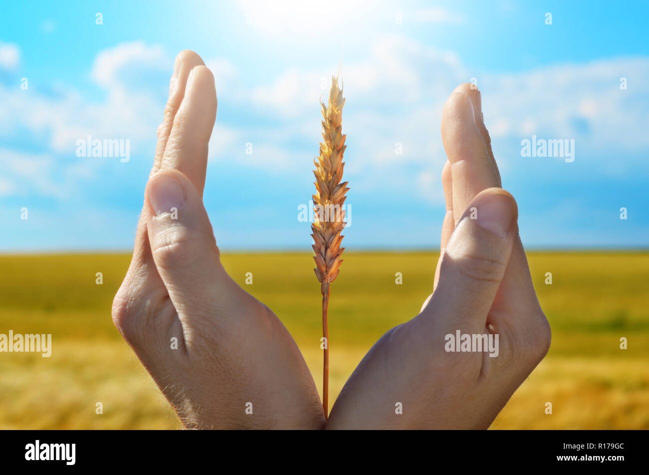 Le mani umane con spighe di grano. La Crop Protection e concetto di cura Foto Stock