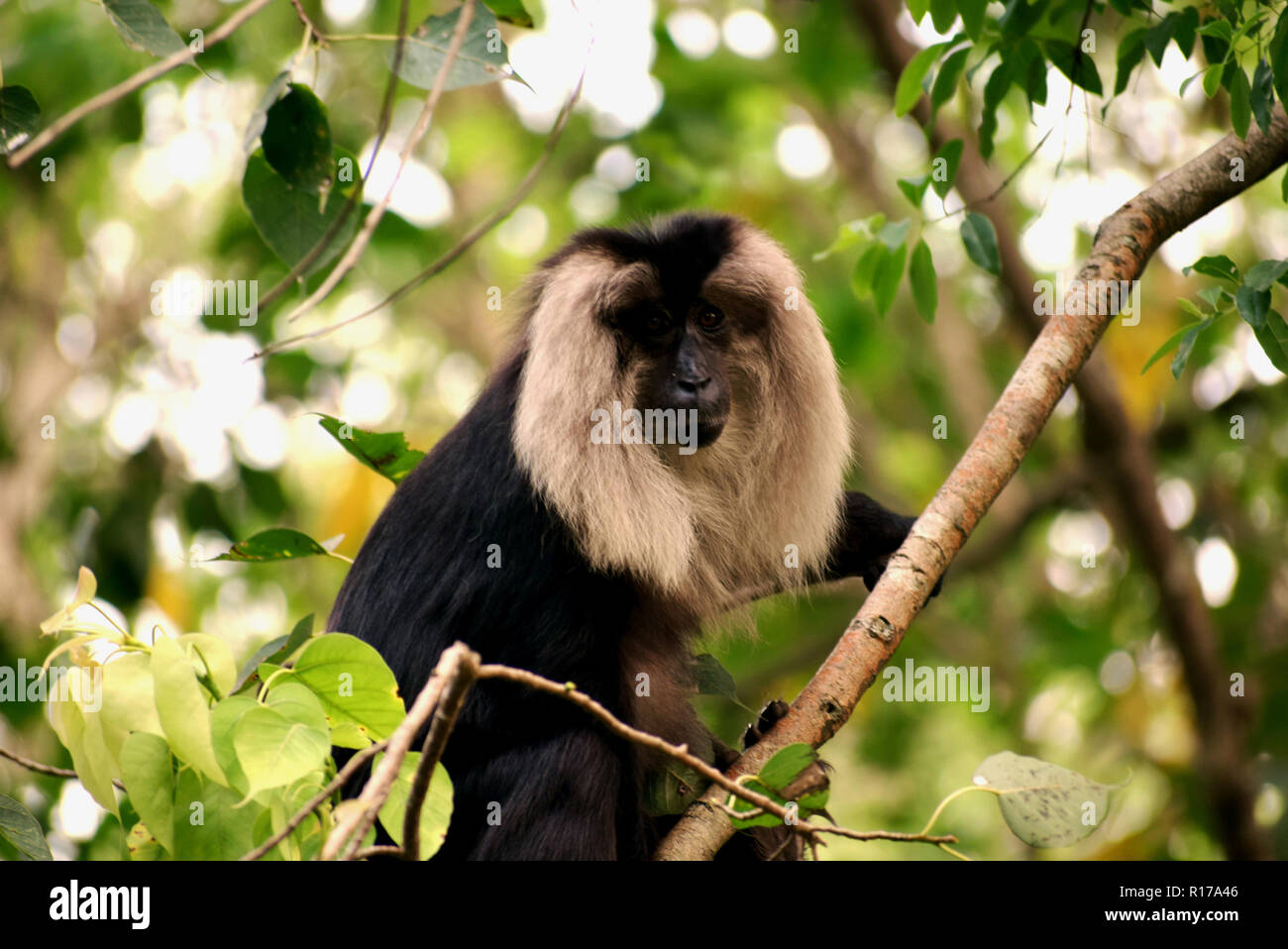Lion coda Macaque trovata nel sub-continente indiano Foto Stock
