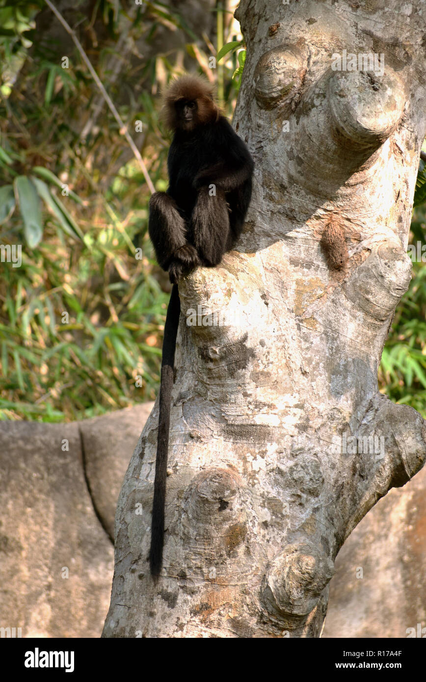 Lion coda Macaque trovata nel sub-continente indiano Foto Stock