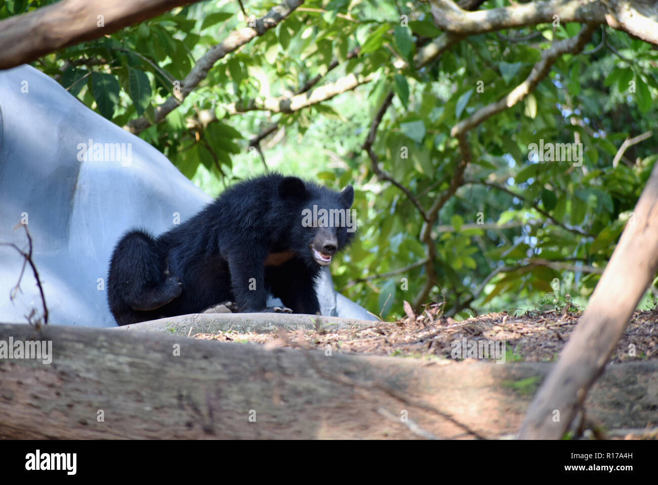 Orso himalayana trovata nel sub-continente indiano Foto Stock
